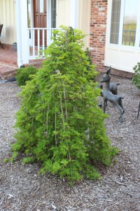 001_acer_palmatum_ryusen