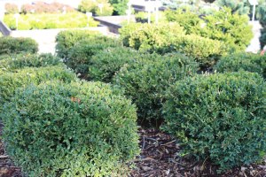 011_dwarf_boxwood