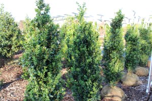 014_dee_runk_boxwood