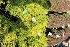 018_goldthread_cypress