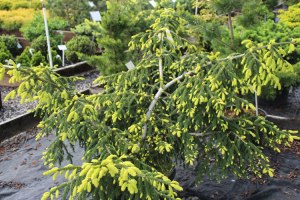 073_picea_orientalis_aurea_spicata