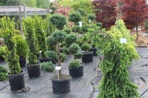 075_conifer_collection