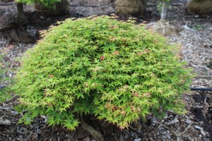 079_acer_palmatum_kiyohime_yatsubusa
