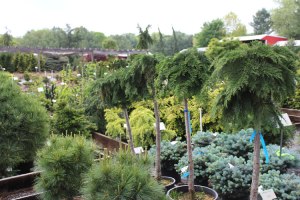 082_microbiota_on_a_standard