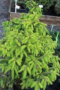 084_picea_orientalis_firefly