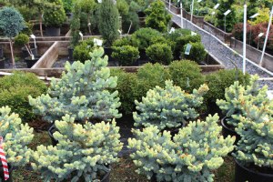 087_picea_pungens_niemetz