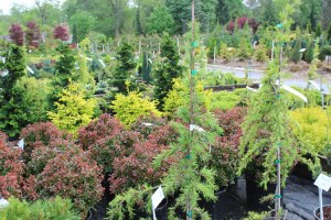 088_conifer_selection