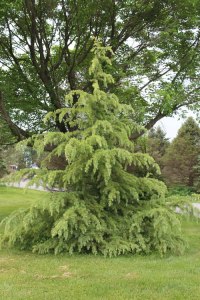 103_cedrus_deodara_aurea