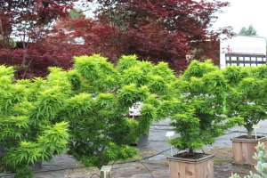 124_cedrus_libani_sargenti