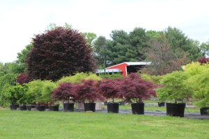 133_japanese_maples